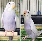 千葉屋鳥獣店 江戸川区小岩 小鳥 インコ オウム ペットホテル 手のり鳥類