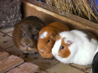img_20111120-200655.jpg