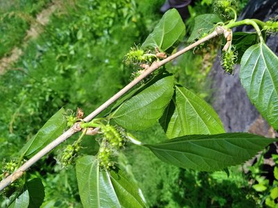 img_20170515-072848.jpg