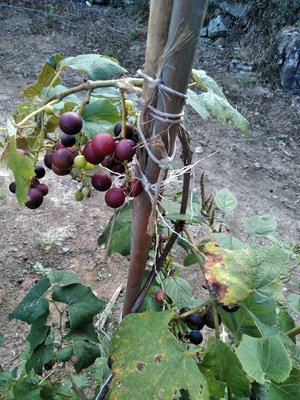 img_20170806-105141.jpg