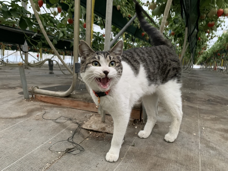 岩槻いちごファームＮａｋａｉｗａ 苺園のにゃんこ