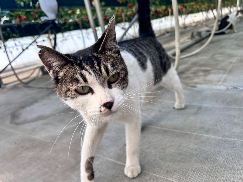 岩槻いちごファームNakaiwa 苺園のにゃんこ