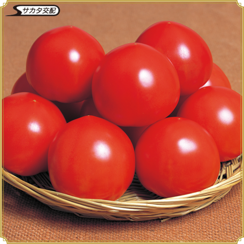 岩槻いちごファームNakaiwa トマトの品種