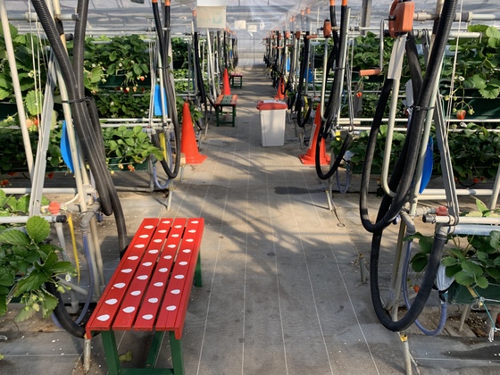 岩槻いちごファームNakaiwa こだわりポイント