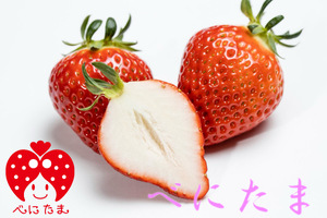 いちご(*☻-☻*)ページ 岩槻いちごファームNakaiwa いちごの品種