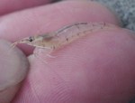 ヌマエビ科の1種 ヌマエビ科の1種