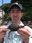 ガザミ(♂) ガザミ(♂)