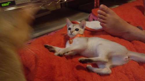 子猫4ヶ月