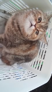 丸い