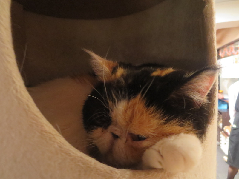 猫カフェ☆2