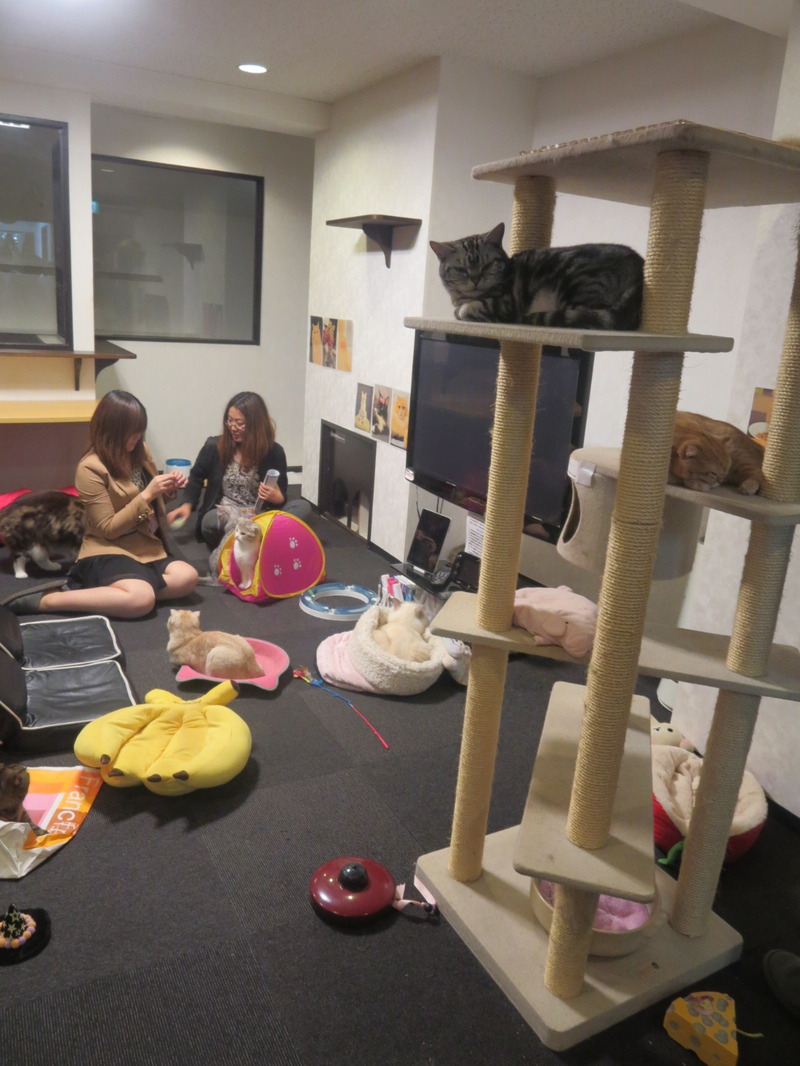 猫カフェ☆2