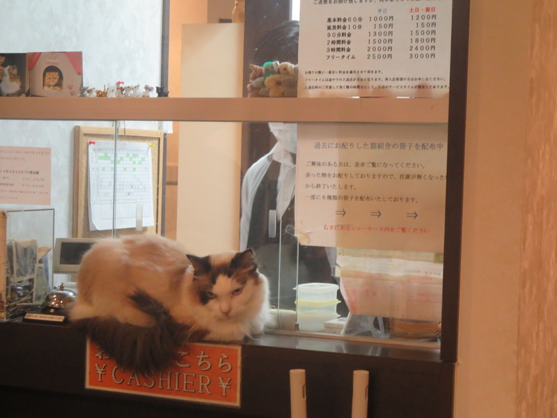 猫カフェ☆2