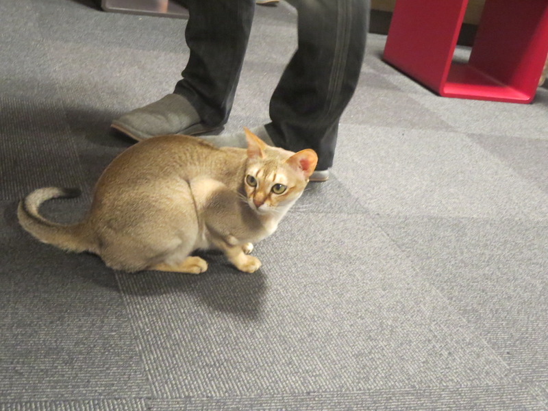 猫カフェ☆シンガプーラ