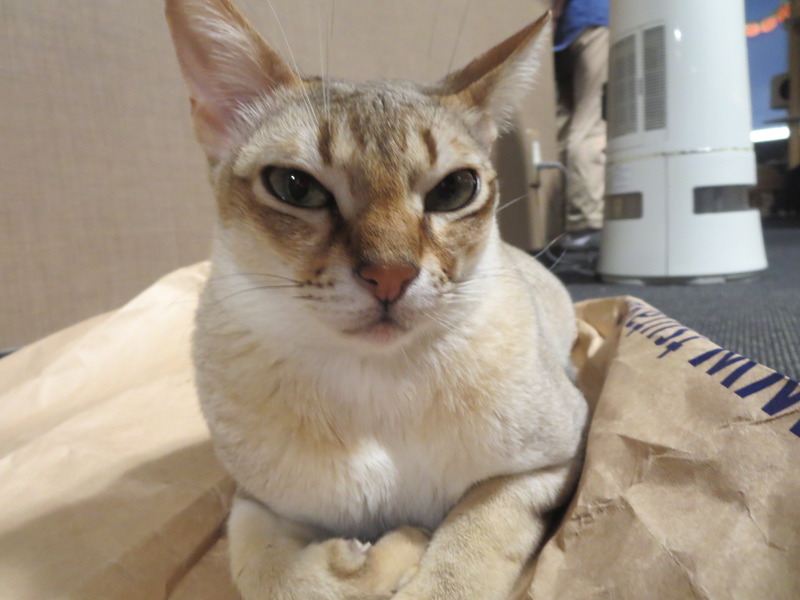 猫カフェ☆シンガプーラ