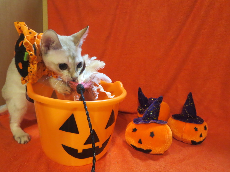 HAPPY☆ハロウィン