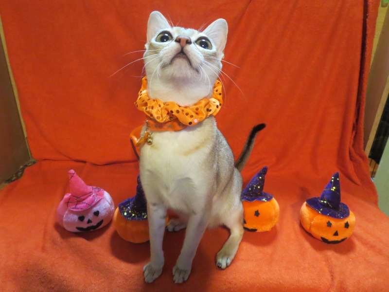 HAPPY☆ハロウィン