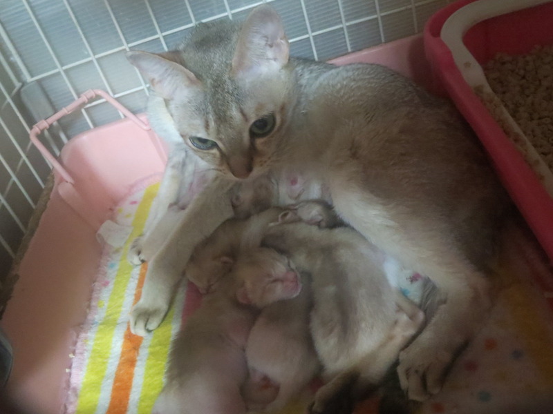 ミー子猫 (閲覧注意)悲報