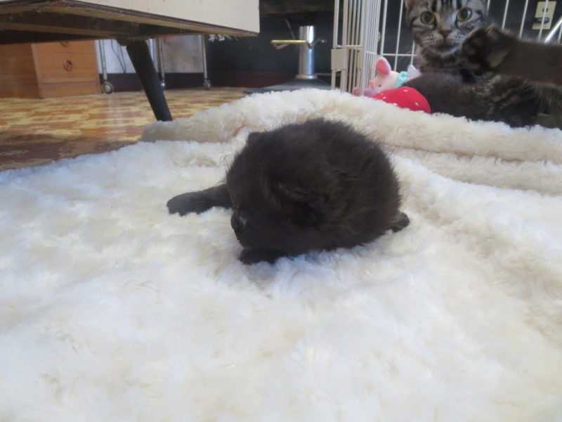 いちごママ☆マンチカン 黒猫くん 決まりました