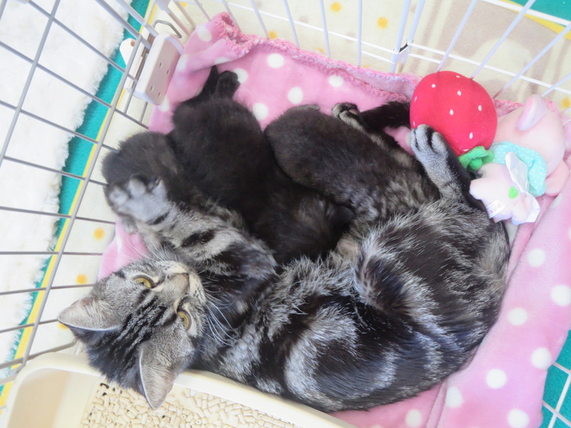 いちごママ☆マンチカン 黒猫くん 決まりました