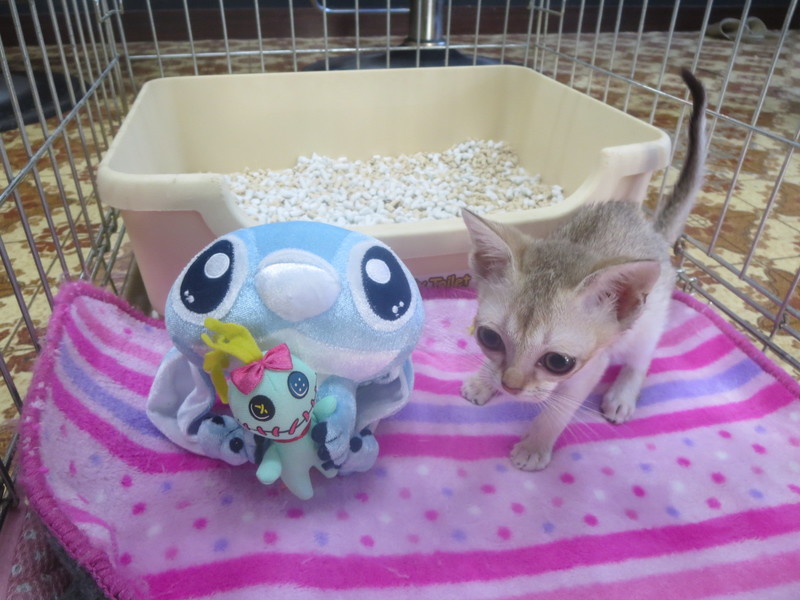 5レンジャー黄色ちゃん☆お迎え