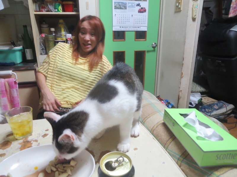 立川☆花火大会☆犬猫