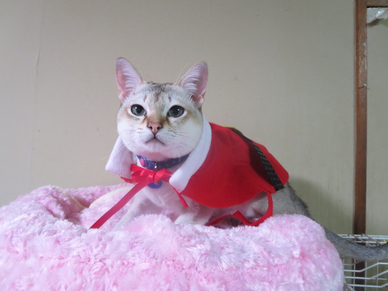 MerryX'mas☆