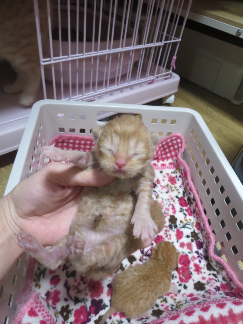 マンチカン☆子猫たち
