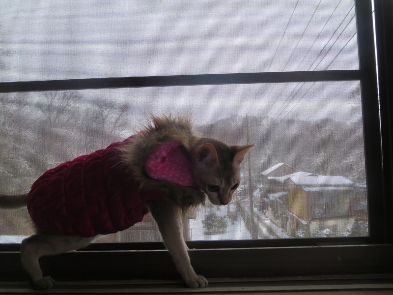 積雪☆1