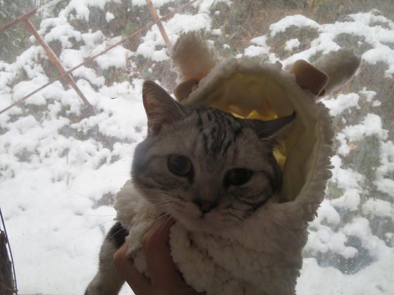 積雪☆1