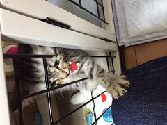 マンチカン☆にあ君 おうちに行きました