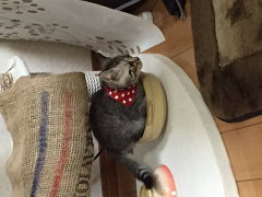 マンチカン☆にあ君 おうちに行きました