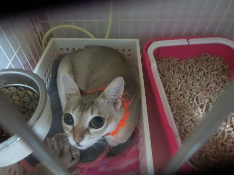 シンガプーラ☆かぼちゃママ出産