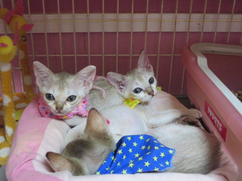 シンガプーラ☆子猫ちゃん ご家族募集中