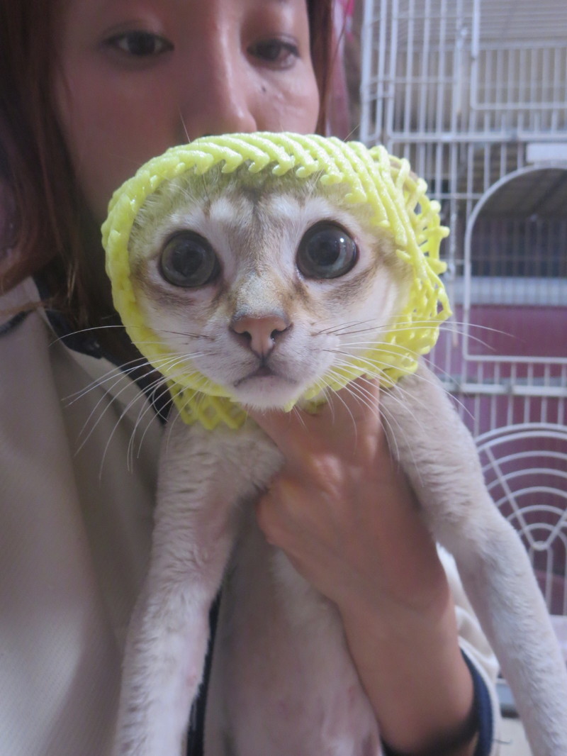 秋の味覚☆