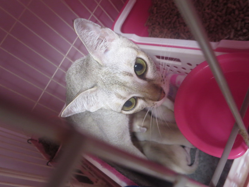 シンガプーラ☆子猫ちゃん