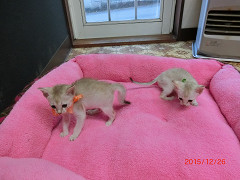 シンガプーラ☆緑バンダナちゃん決まりました