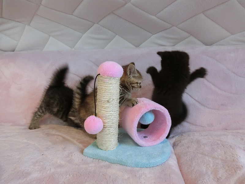 マンチカン子猫ちゃんたち☆