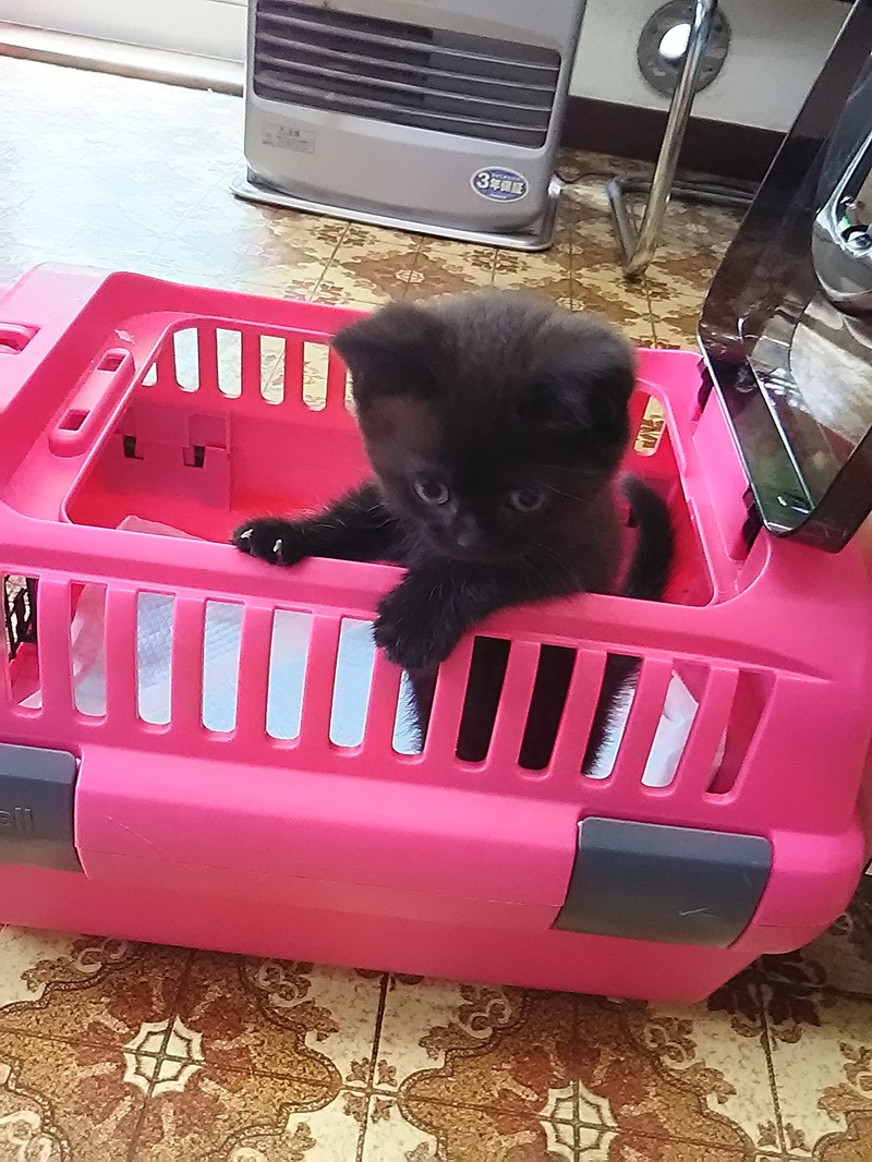 マンチカン 黒猫くんおうちに行きました