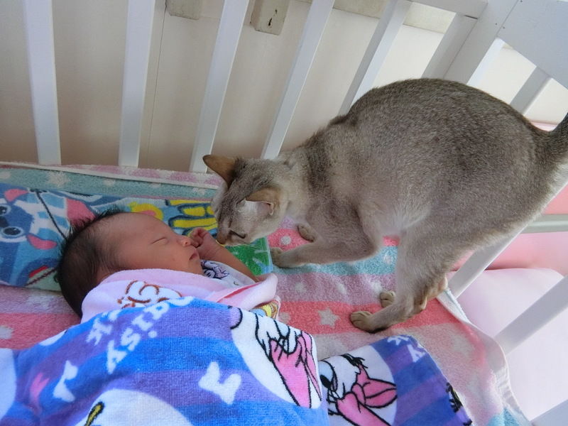赤子と猫