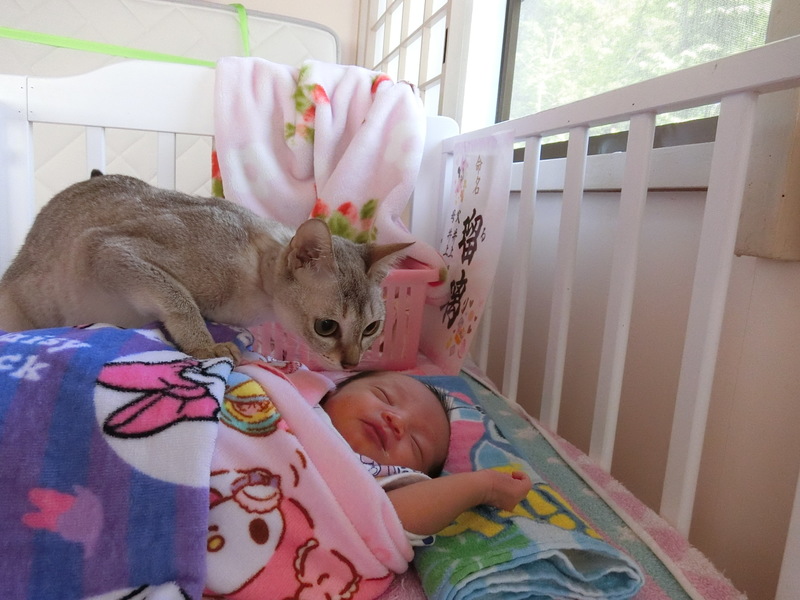 赤子と猫