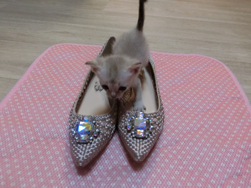 プレゼント☆