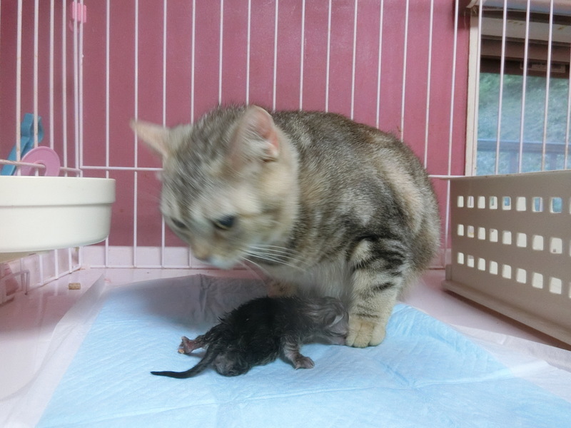みかんママ出産☆実況中継