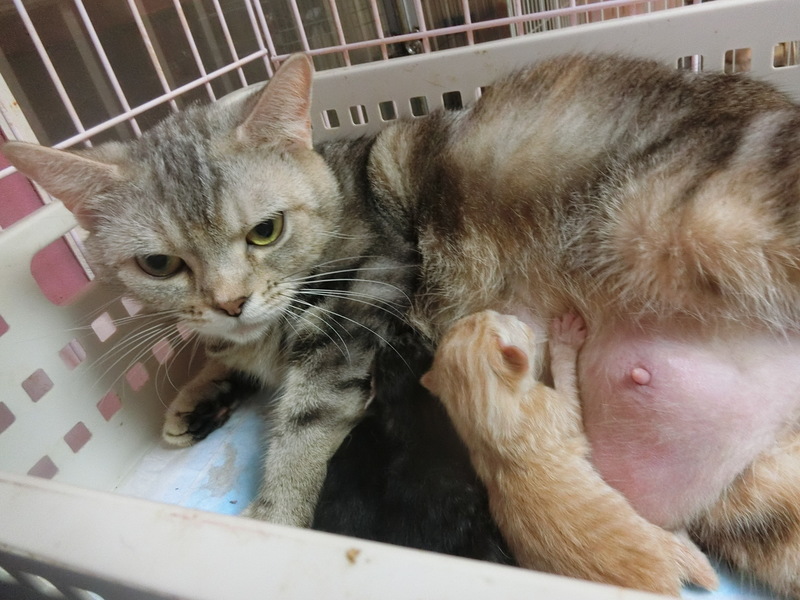 みかんママ☆マンチカン 子猫ちゃん産まれました