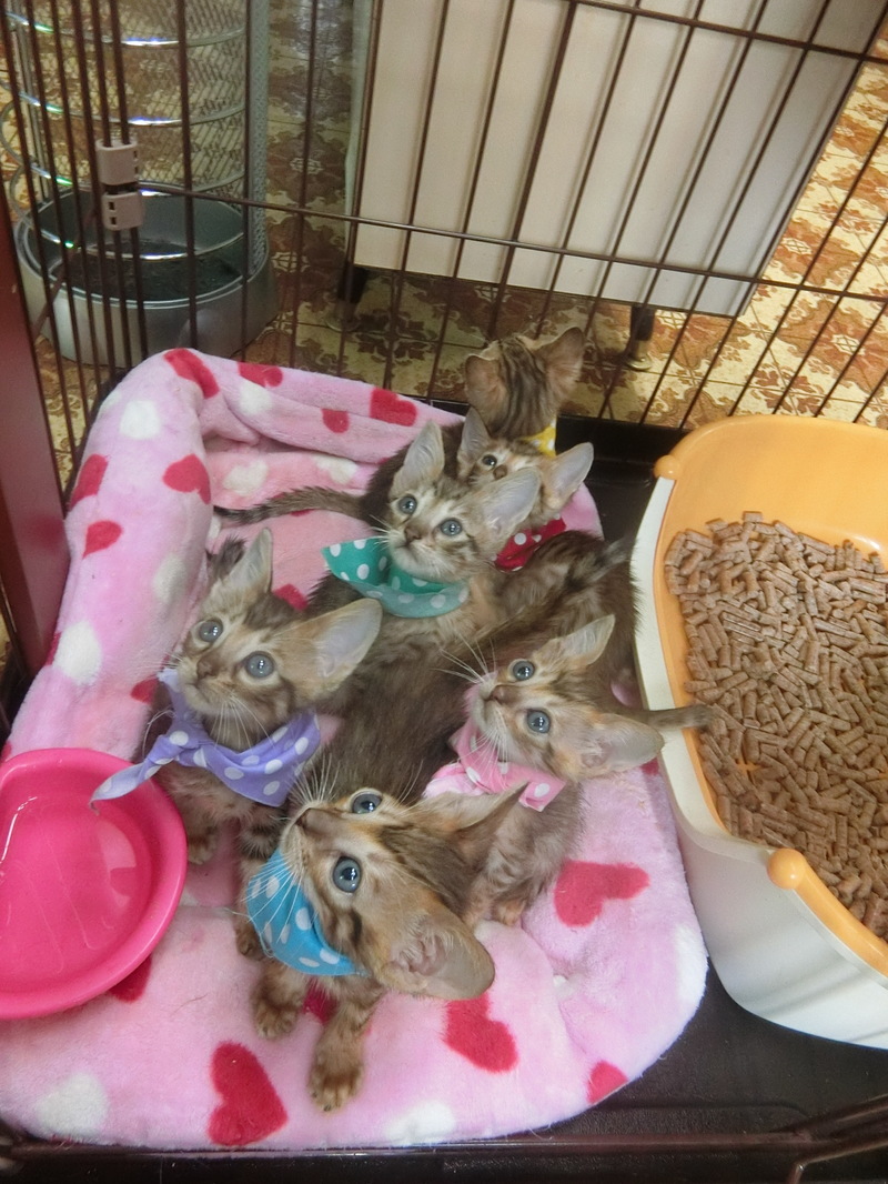 ご家族募集中☆ベンガル