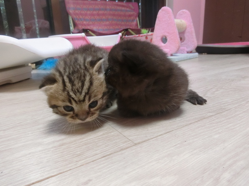 マンチカン子猫 ご家族募集中