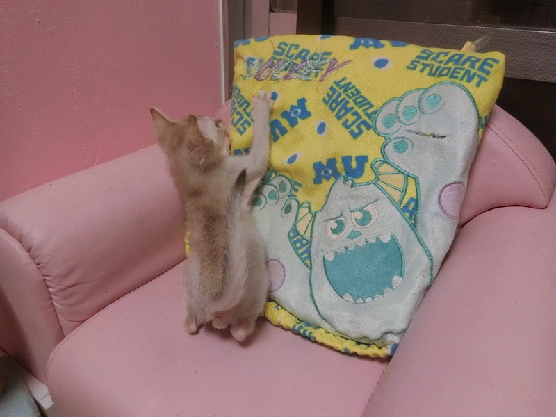 命名式☆