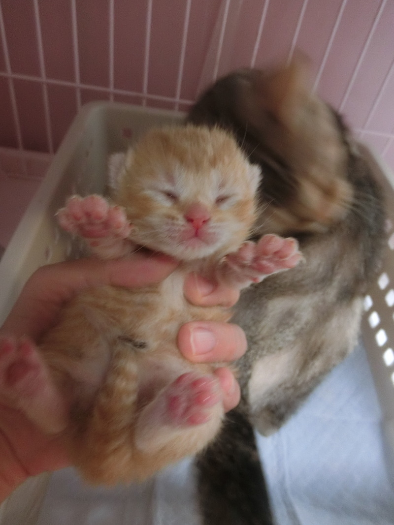 マンチカン 子猫