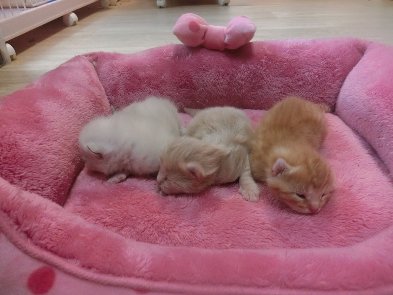 マンチカン 子猫ちゃん☆5