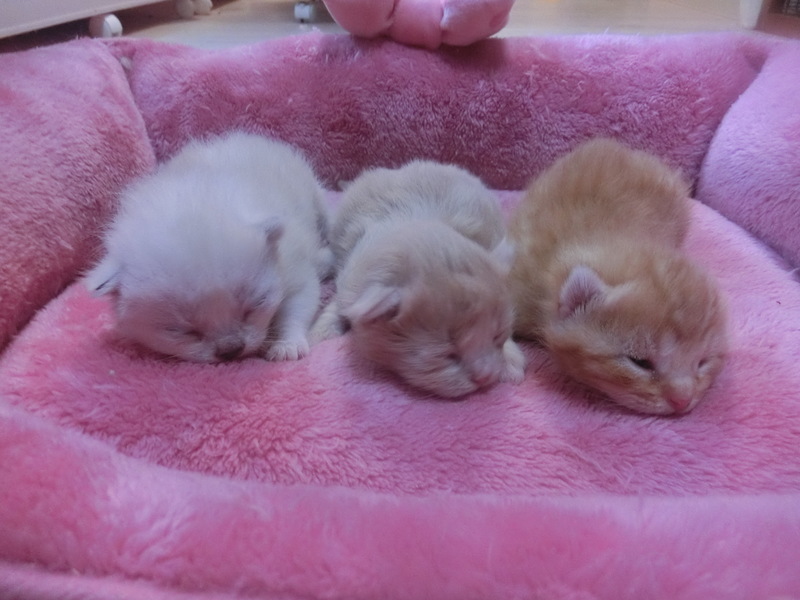 マンチカン 子猫ちゃん☆5