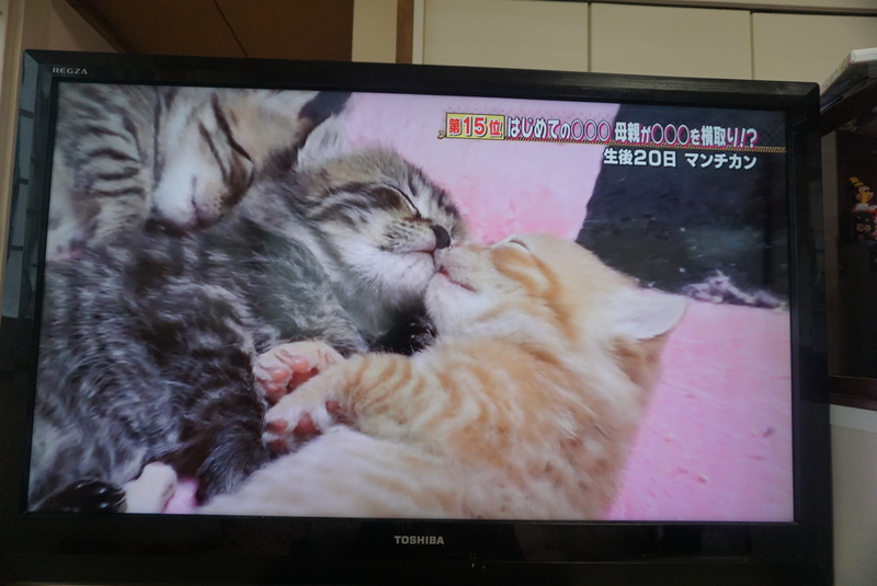 どうぶつピース☆出演しました1